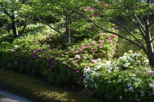 20170506　ツツジ(躑躅)の花 (2)